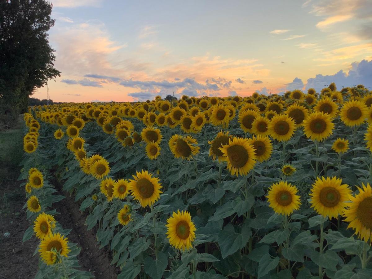 Autour Des Vignes B&B Herry Экстерьер фото